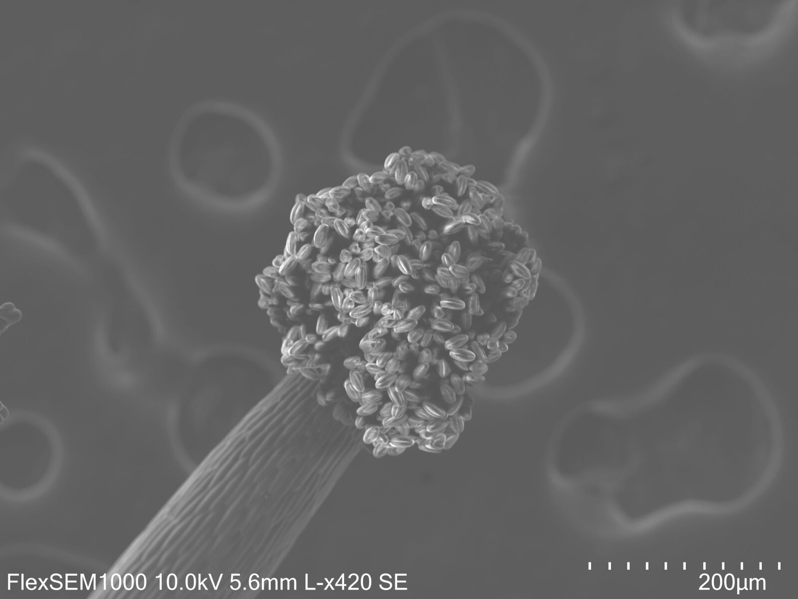Arabidopsis open anther with pollen grains observed by scanning electron microscopy