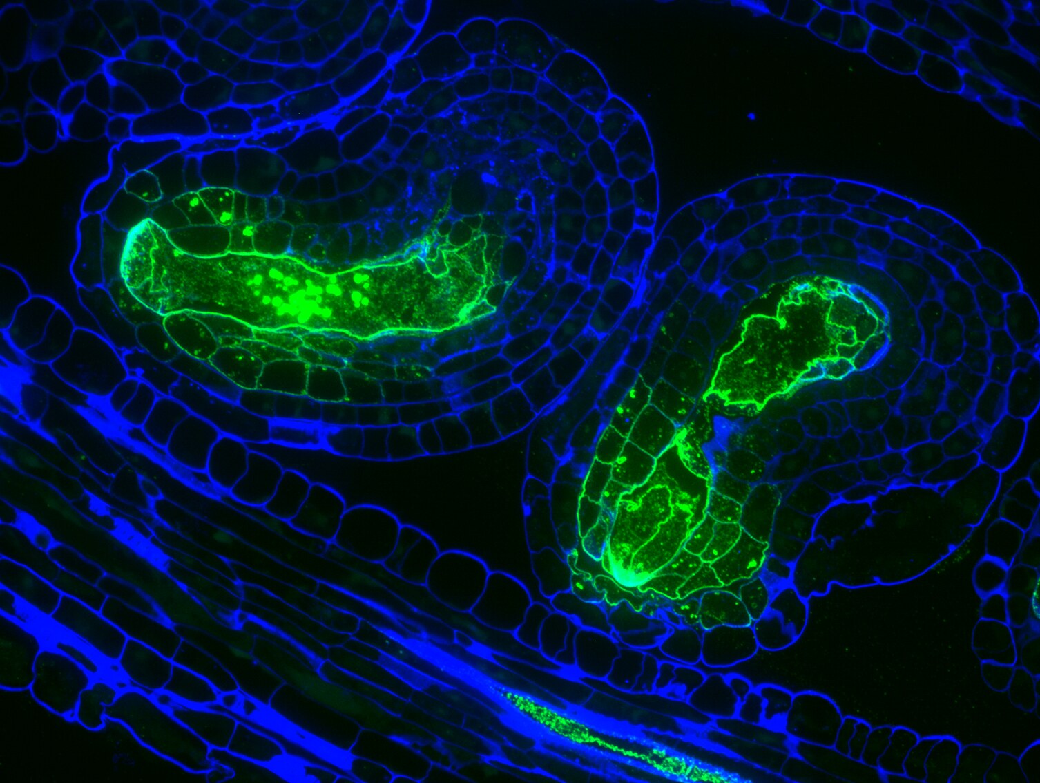 Immunolocalisation of cell wall glycans in Arabidopsis ovules