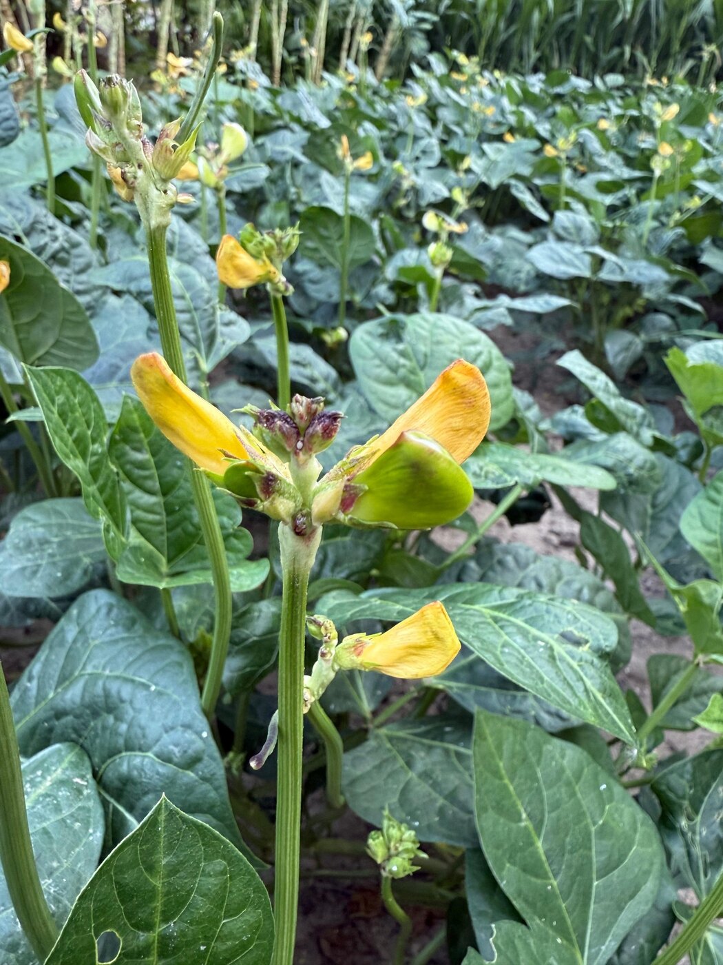 Cowpea flower in the field