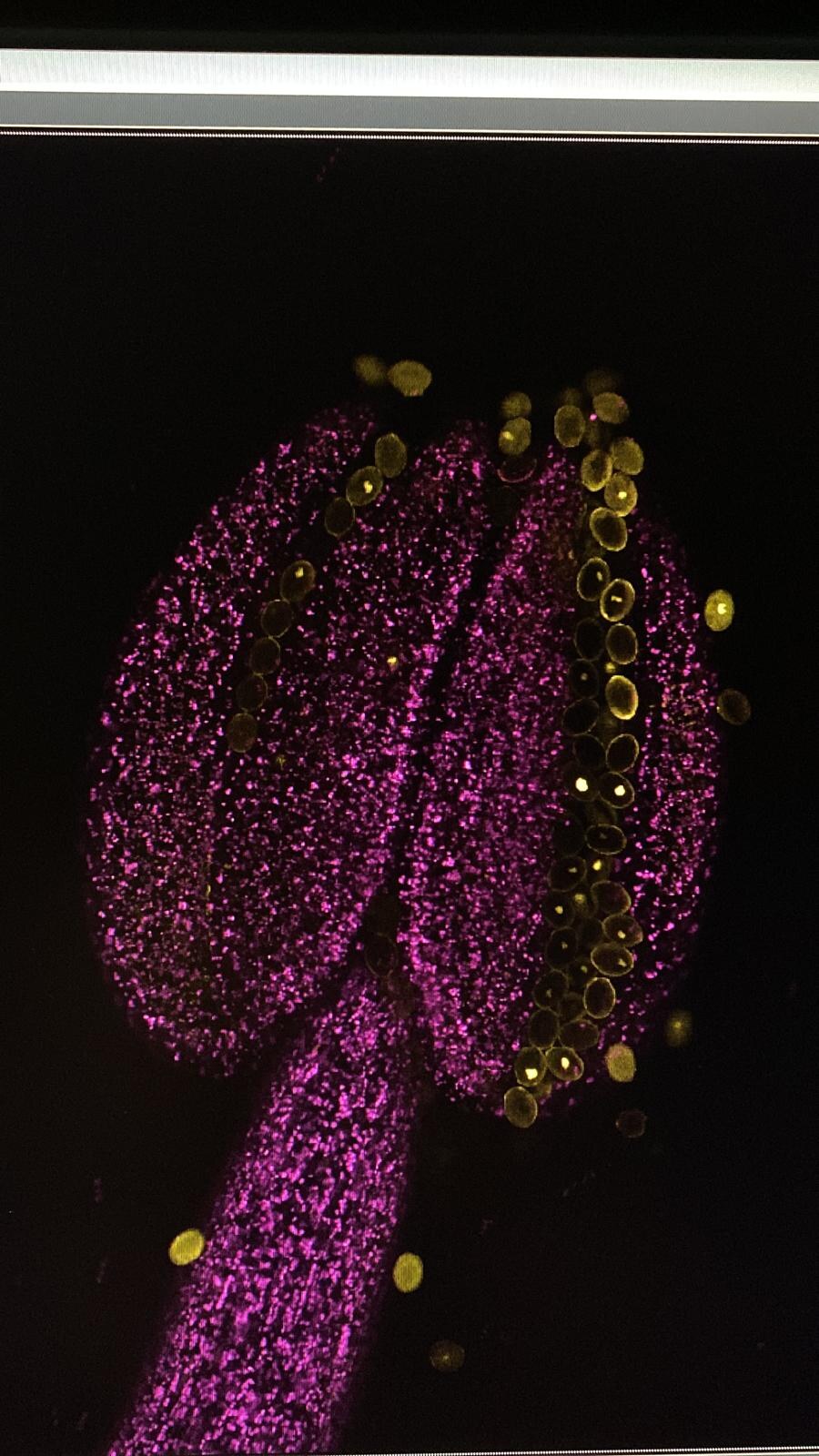 Fluorescence microscopy of reproductive tissue and pollen