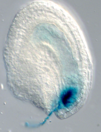 Arabidopsis ovule with GUS reporter signal