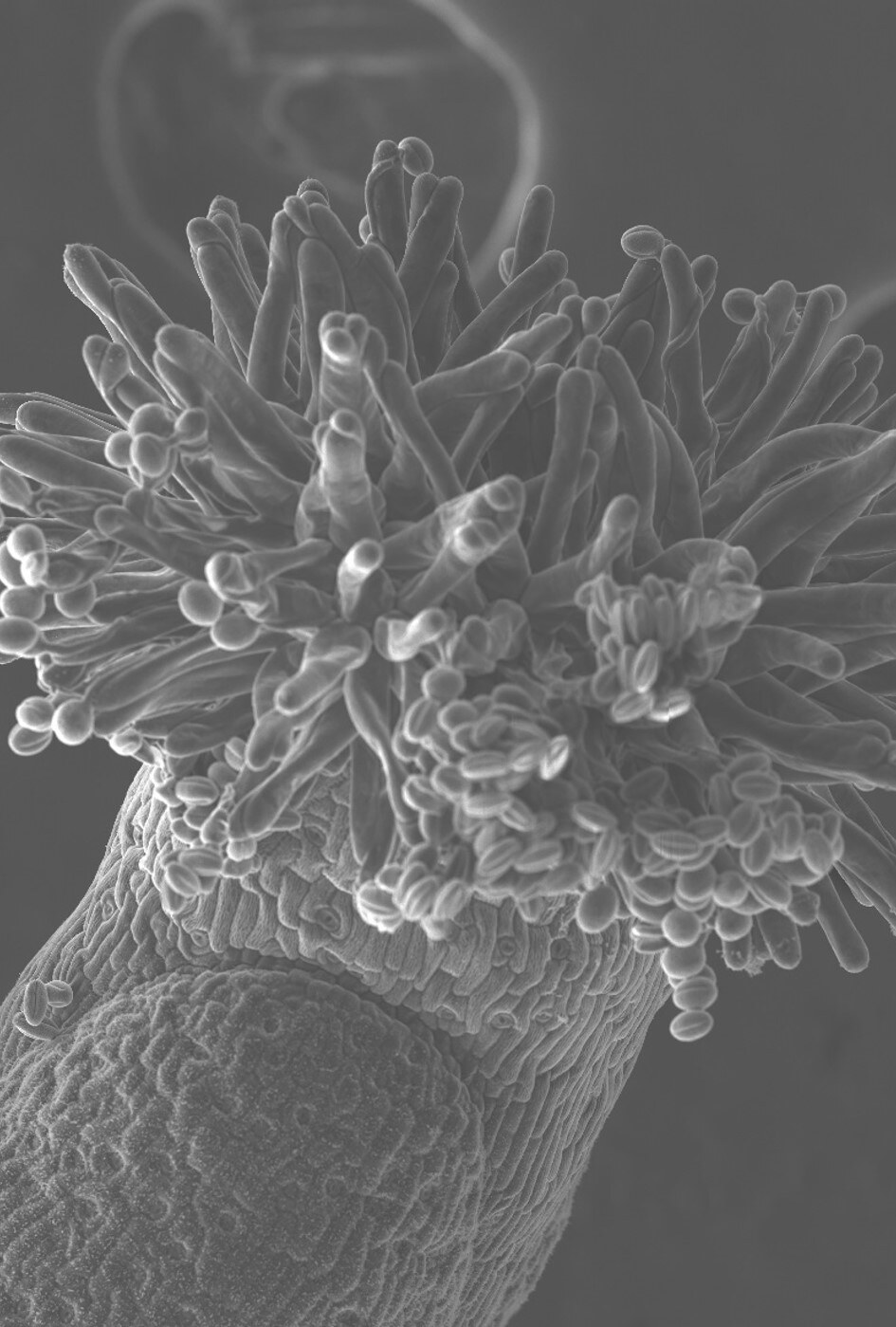 Arabidopsis stigma with pollen grains observed by scanning electron microscopy