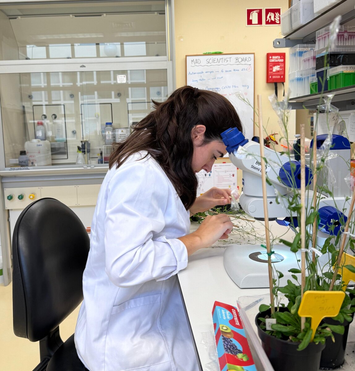 SPReD Lab researcher working at a stereomicroscope