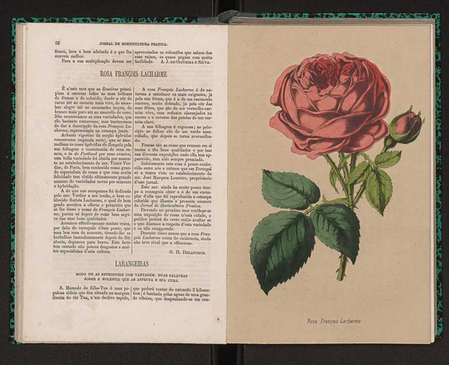 Jornal de horticultura prtica I 37