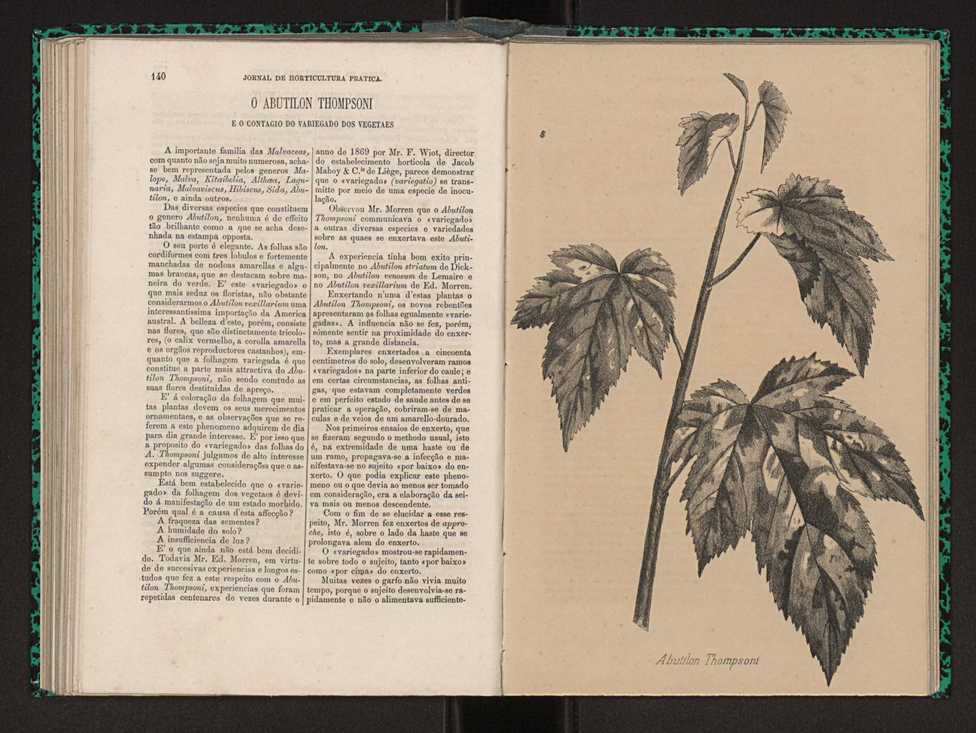 Jornal de horticultura prtica I 84