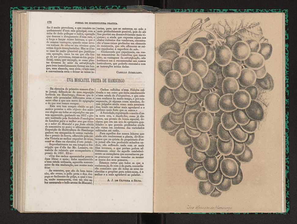 Jornal de horticultura prtica I 102