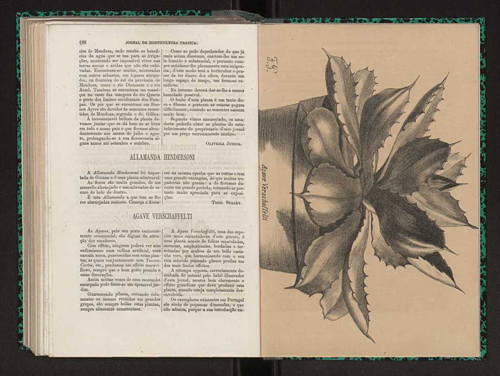 Jornal de horticultura prtica I 111