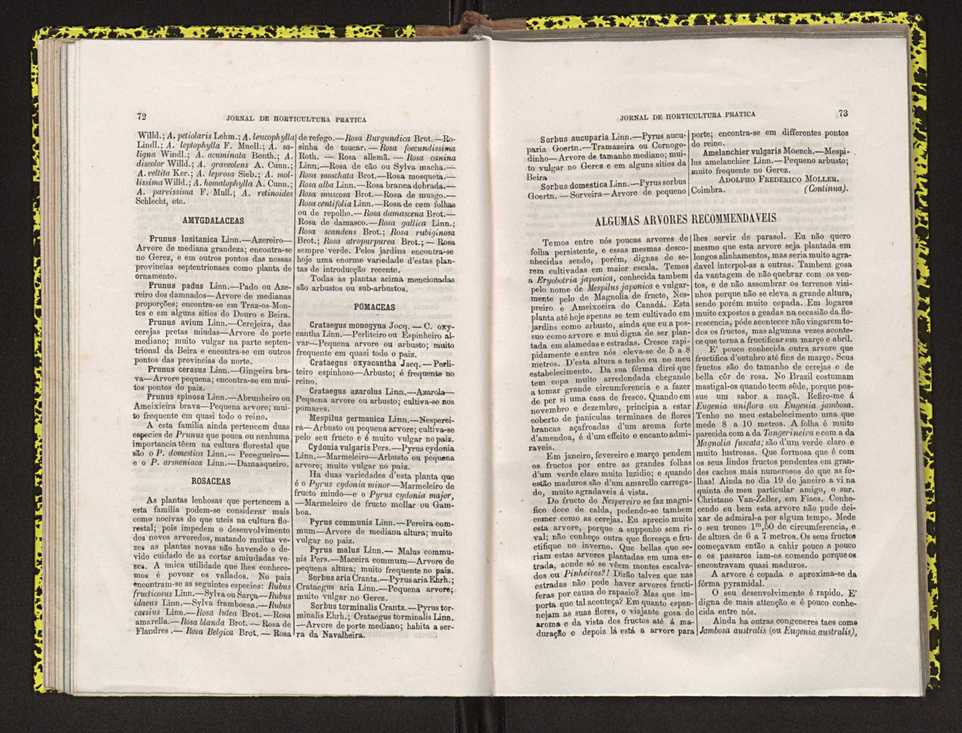 Jornal de horticultura prtica IV 51