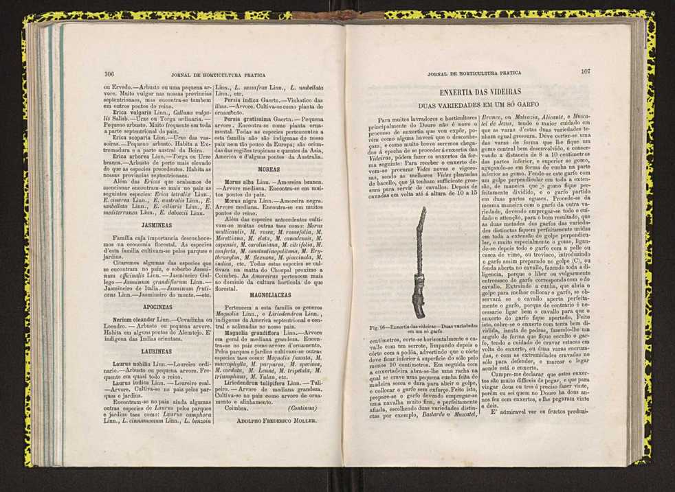Jornal de horticultura prtica IV 72