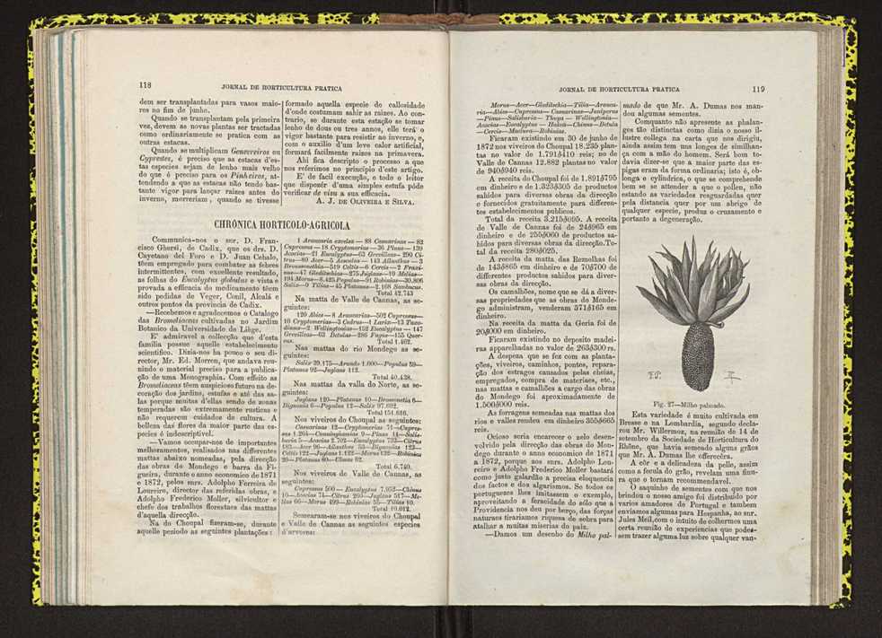 Jornal de horticultura prtica IV 78