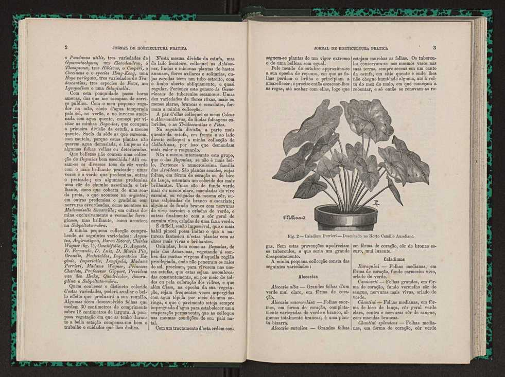 Jornal de horticultura prtica VII 13