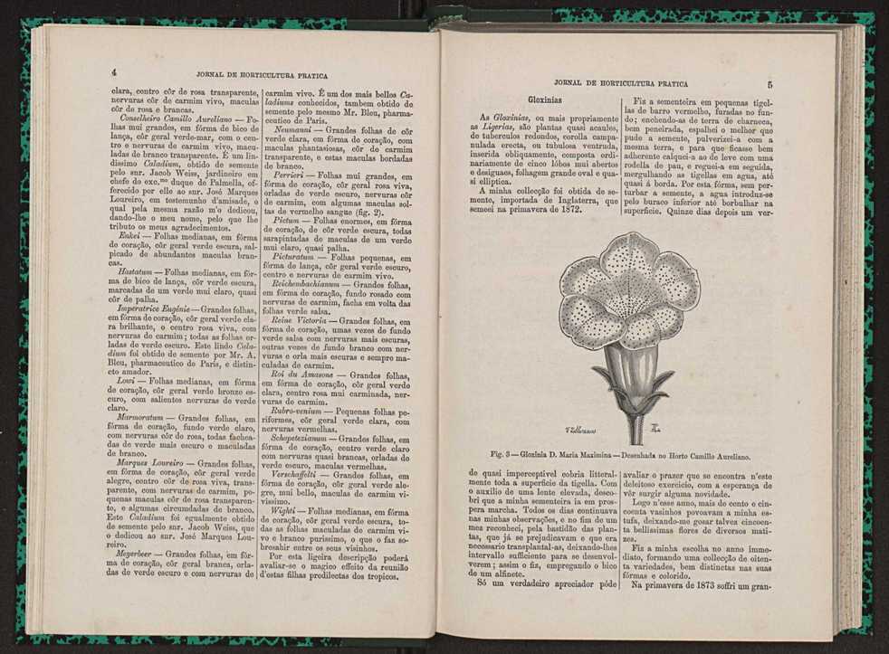 Jornal de horticultura prtica VII 14