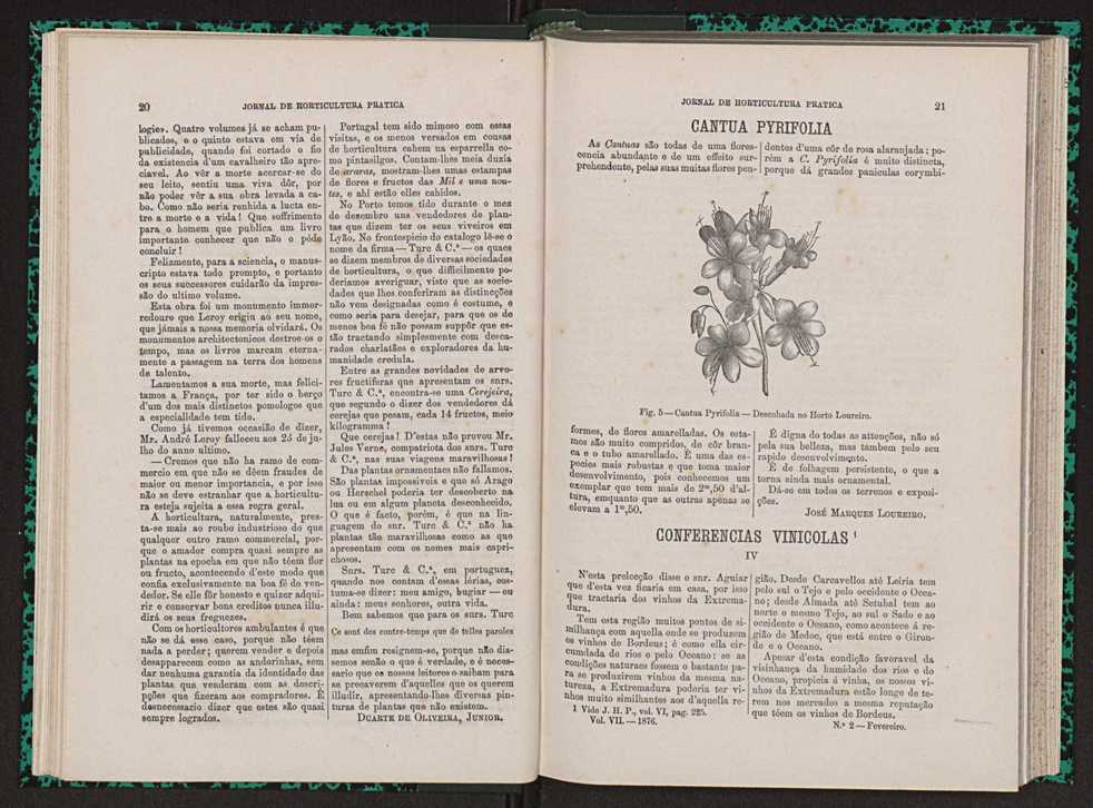 Jornal de horticultura prtica VII 22