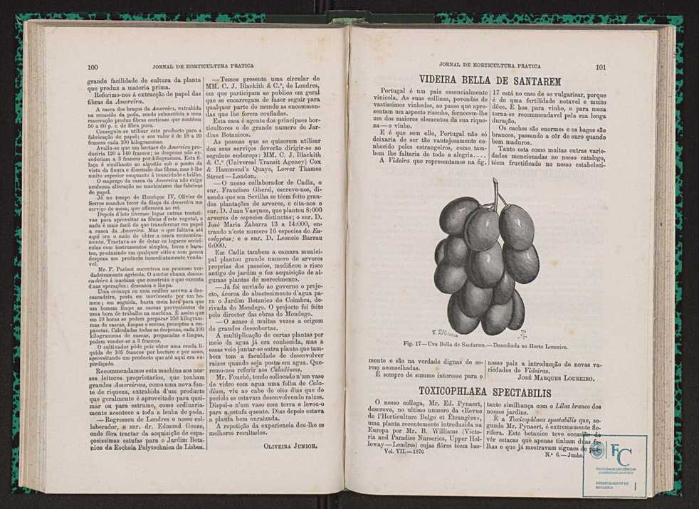 Jornal de horticultura prtica VII 62