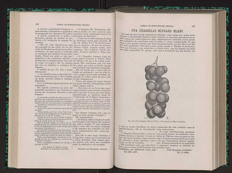 Jornal de horticultura prtica VIII 69