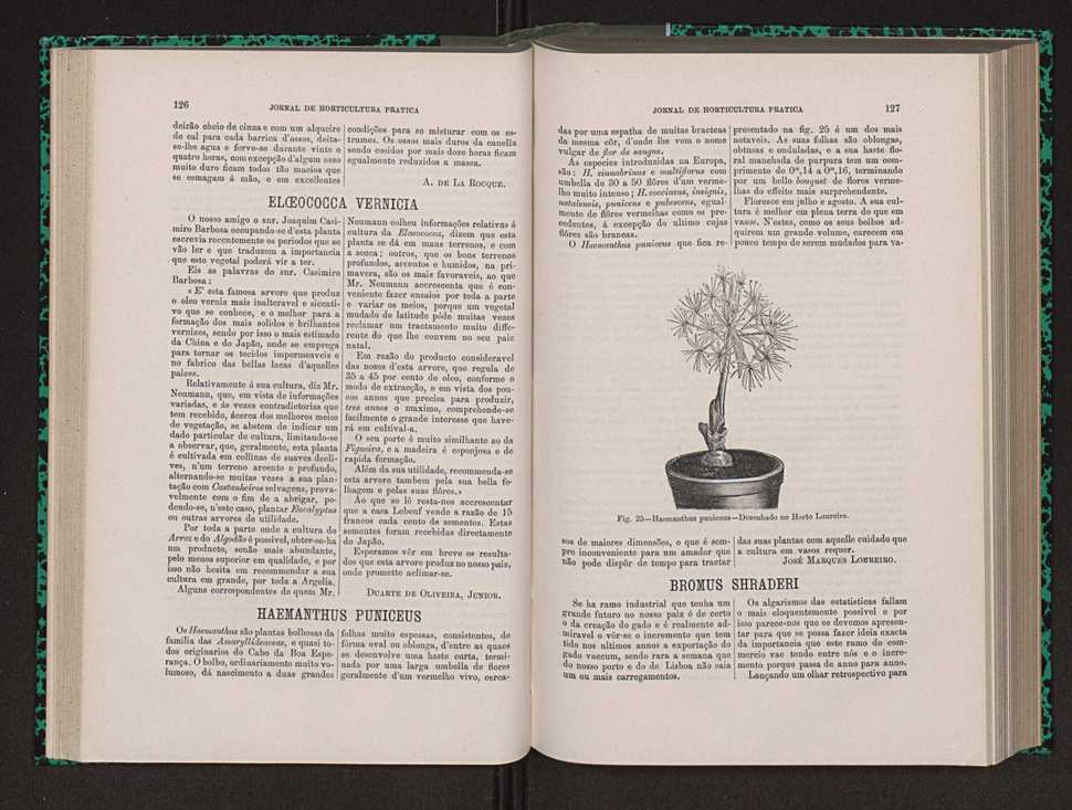 Jornal de horticultura pr�tica VIII 72