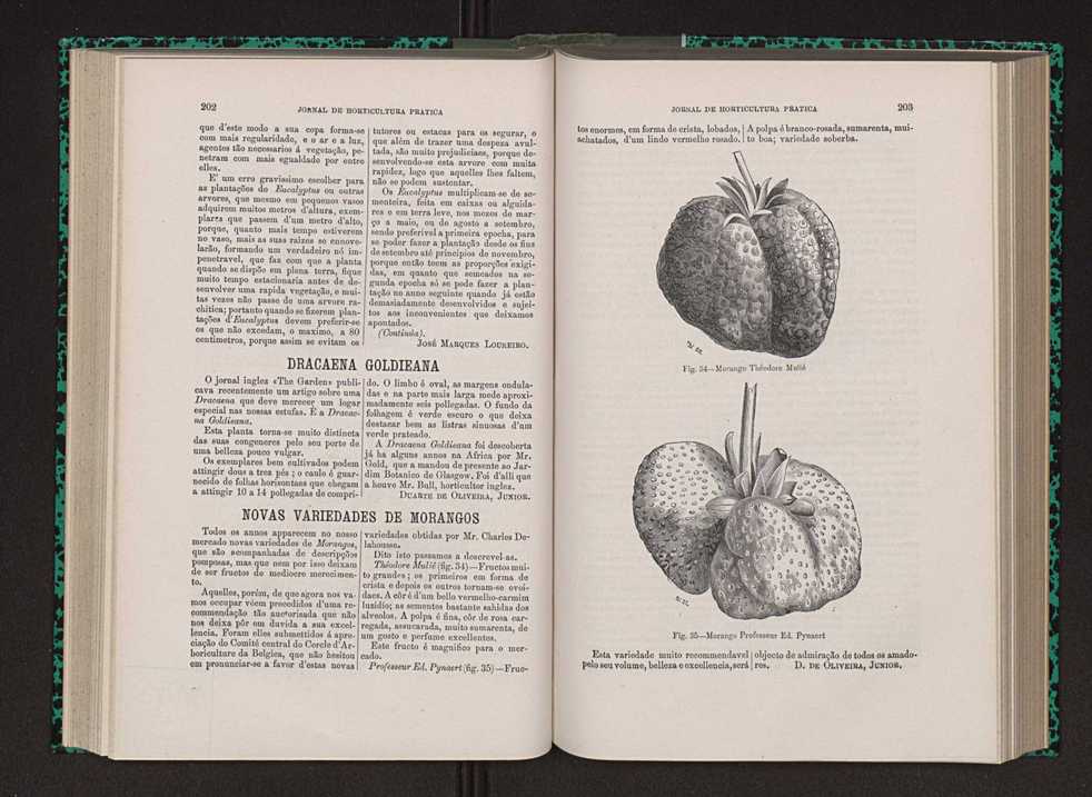Jornal de horticultura prtica VIII 110