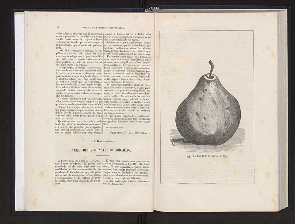 Jornal de horticultura prtica XX 36