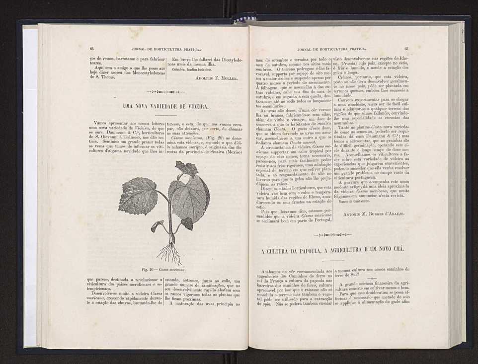 Jornal de horticultura prtica XX 40
