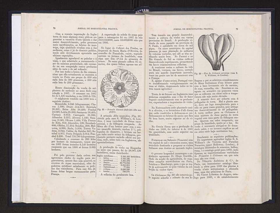 Jornal de horticultura prtica XX 43