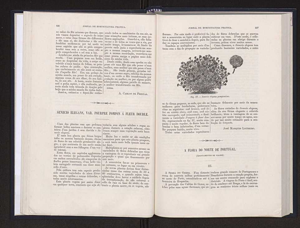 Jornal de horticultura prtica XX 47