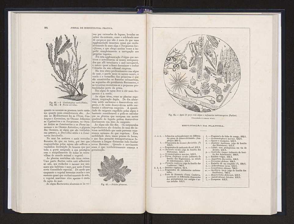 Jornal de horticultura prtica XX 78