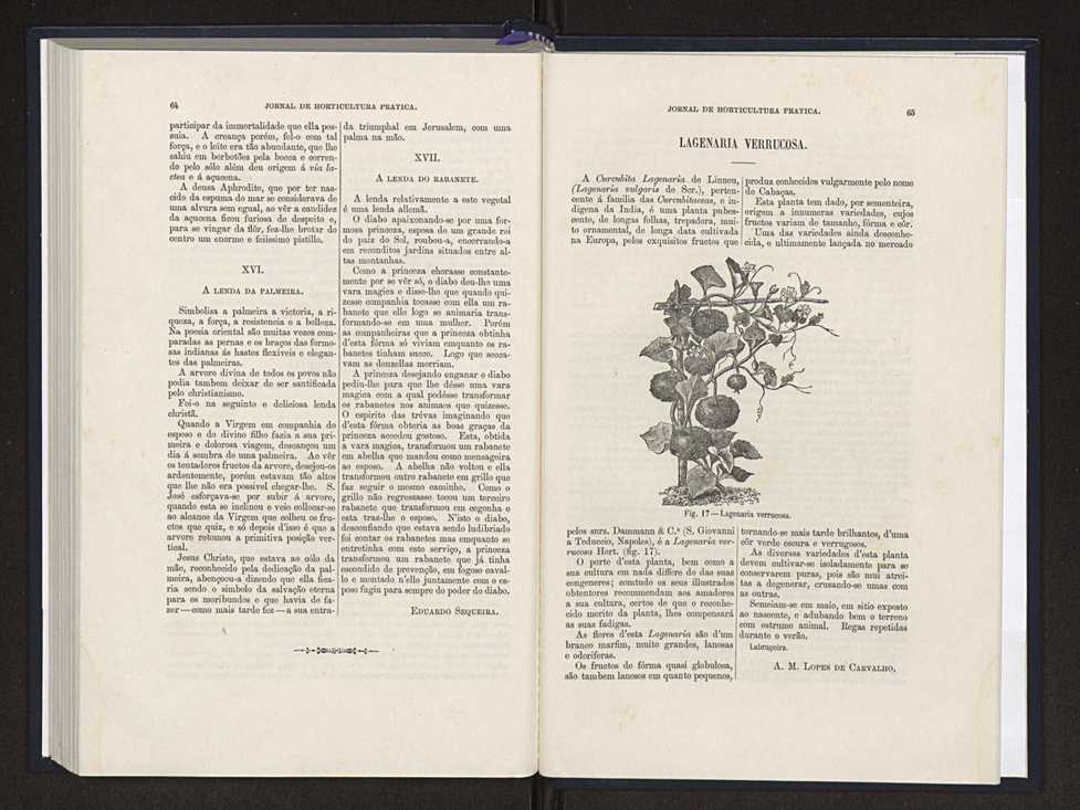 Jornal de horticultura pr�tica XXI 24