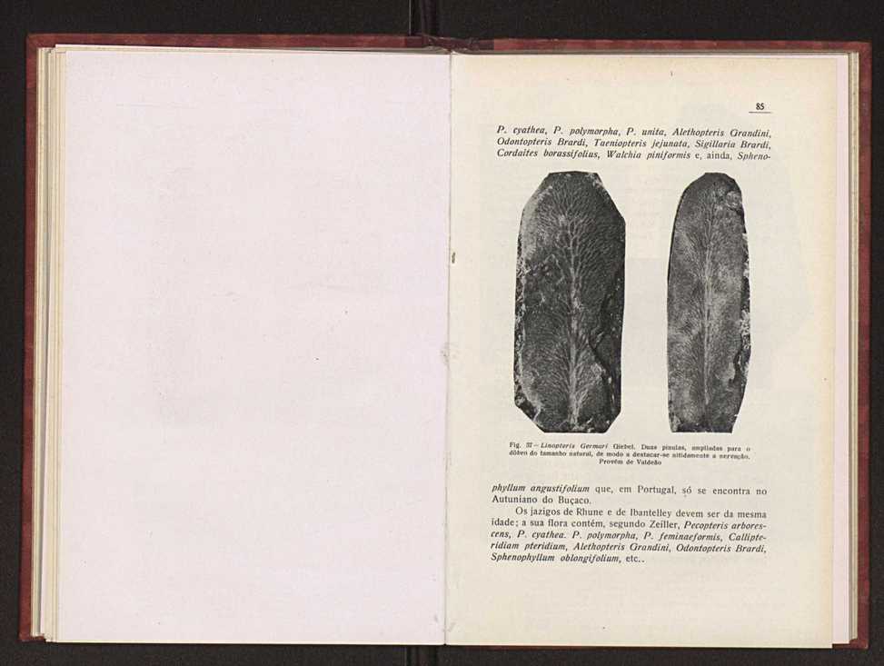 Oantracoltico continental portugus:estratigrafia:tectnica 64