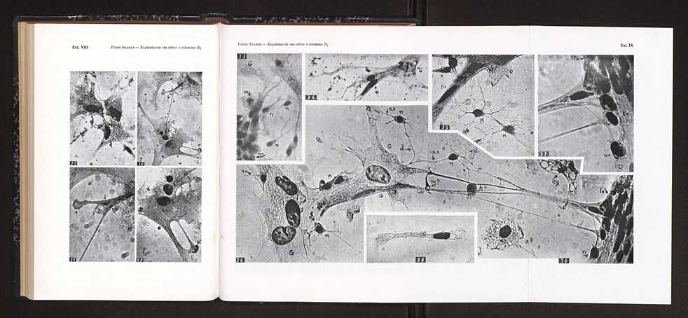 Anais da Faculdade de Scincias do Porto (antigos Annaes Scientificos da Academia Polytecnica do Porto). Vol. 39 100