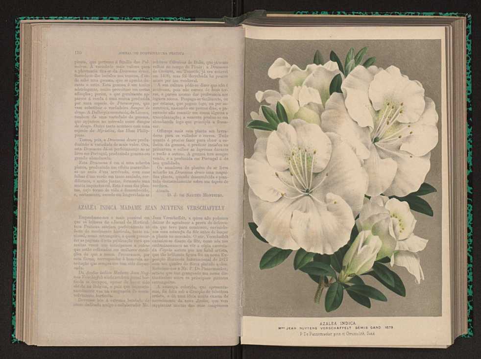 Jornal de horticultura prtica X 99