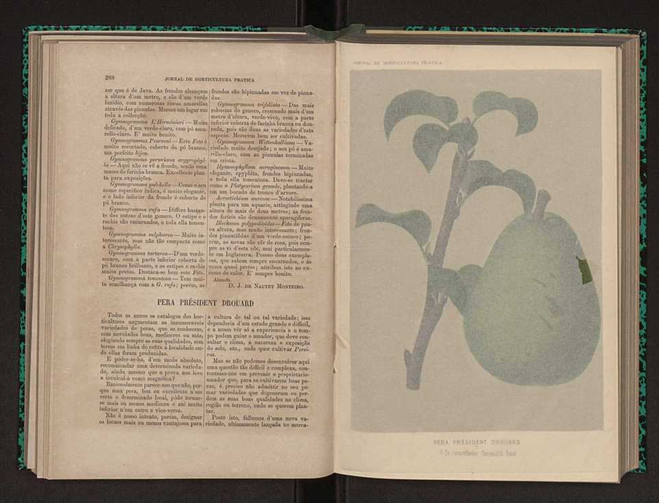 Jornal de horticultura pr�tica X 161