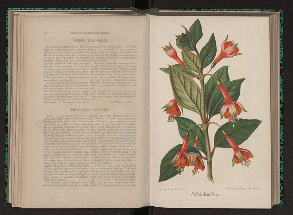 Jornal de horticultura prtica XI 21