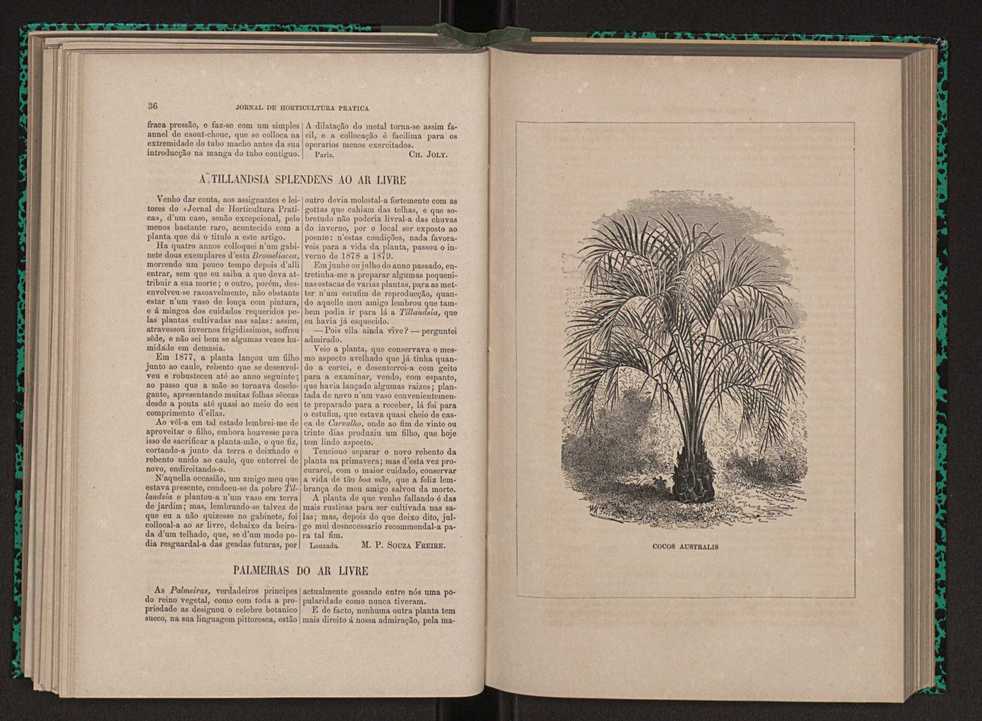 Jornal de horticultura prtica XI 31