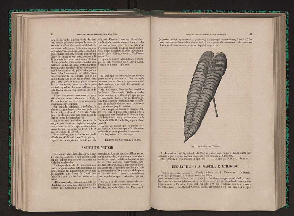 Jornal de horticultura prtica XI 35