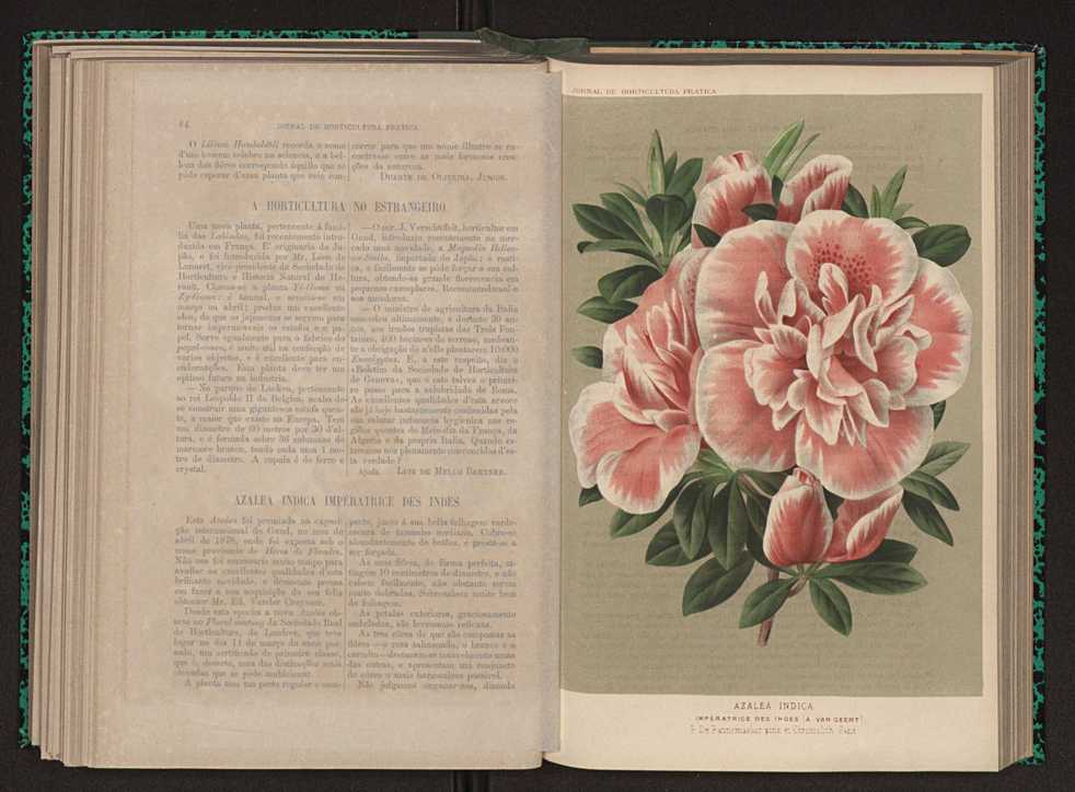 Jornal de horticultura prtica XI 58
