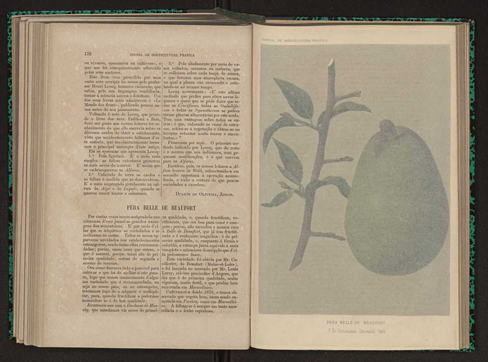 Jornal de horticultura prtica XI 108