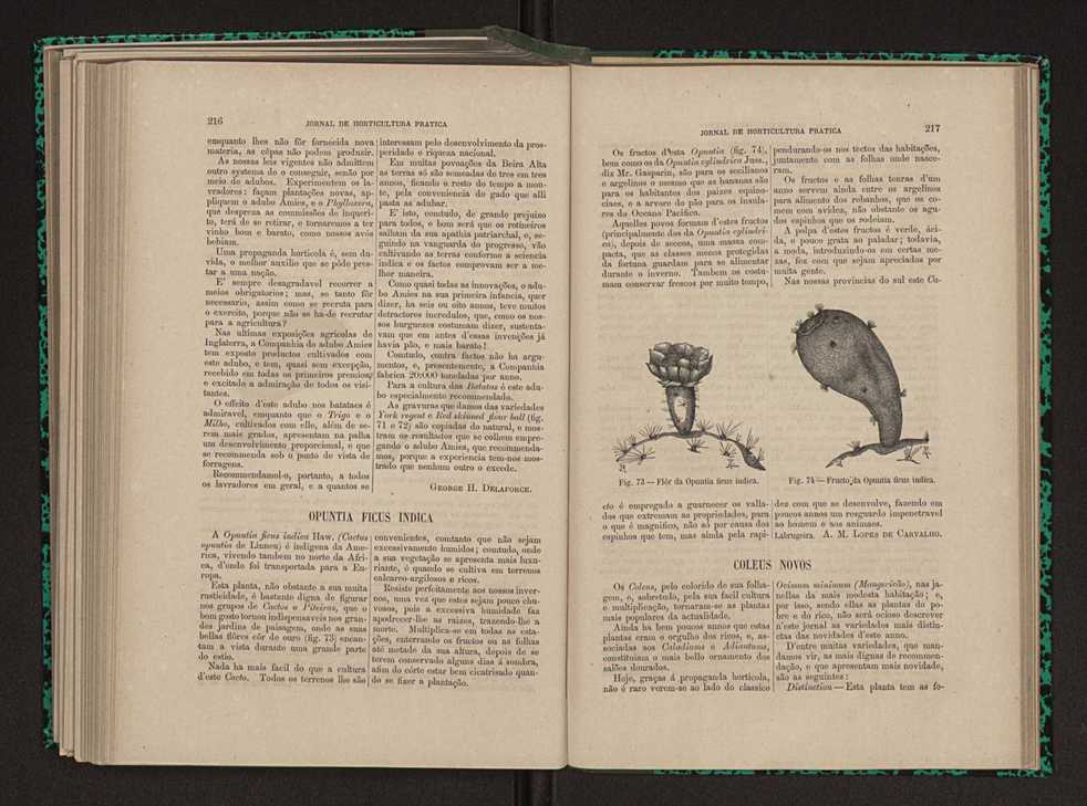 Jornal de horticultura prtica XI 131