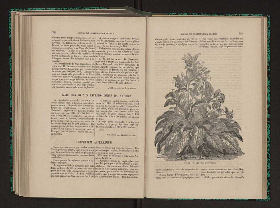 Jornal de horticultura prtica XI 135