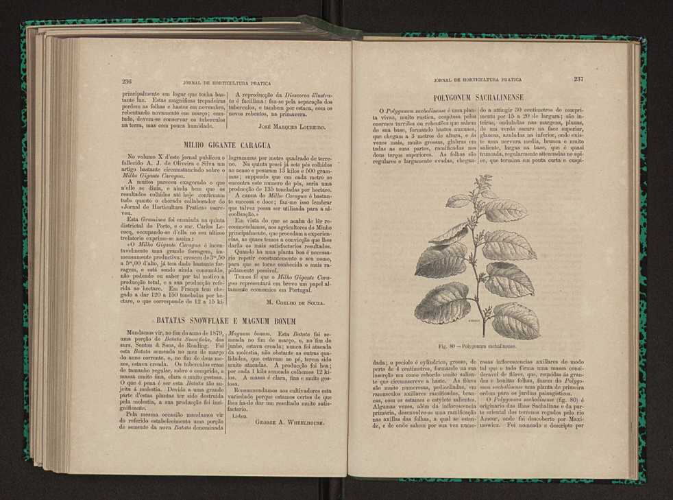 Jornal de horticultura prtica XI 142