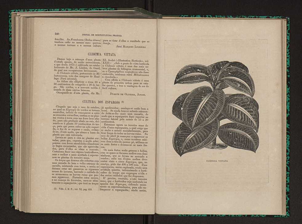 Jornal de horticultura prtica XI 144