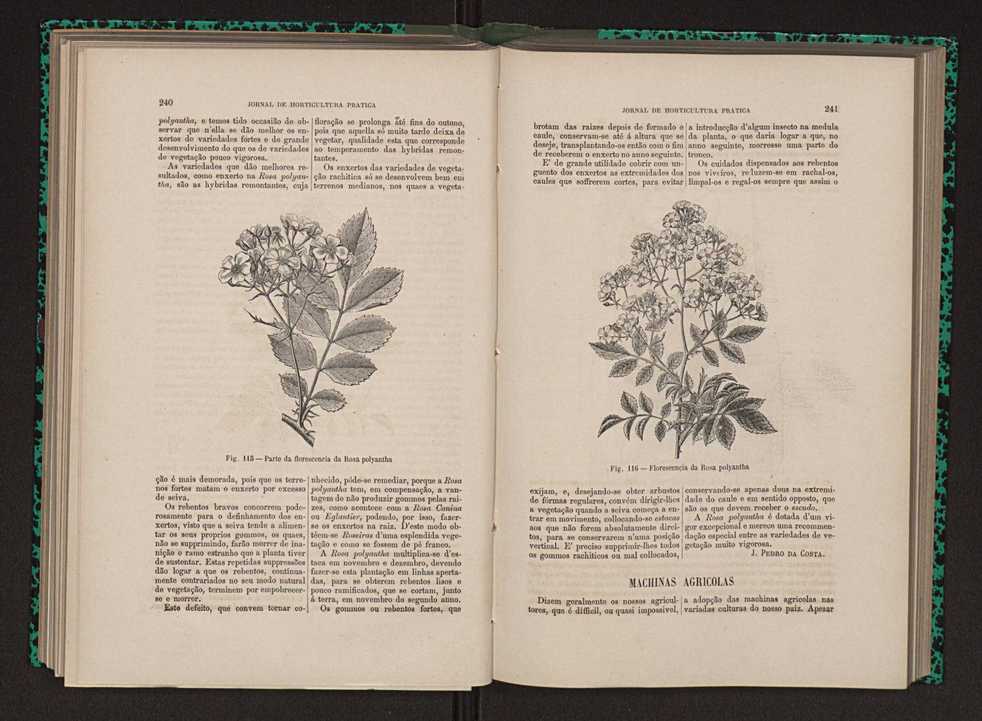 Jornal de horticultura prtica XII 148