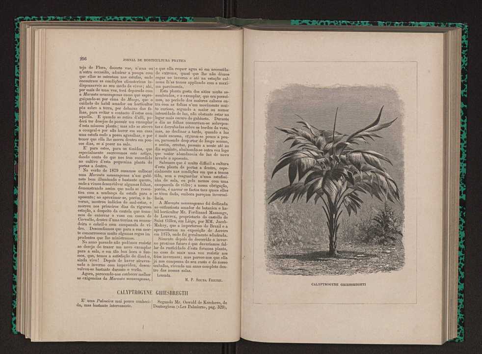 Jornal de horticultura prtica XII 156