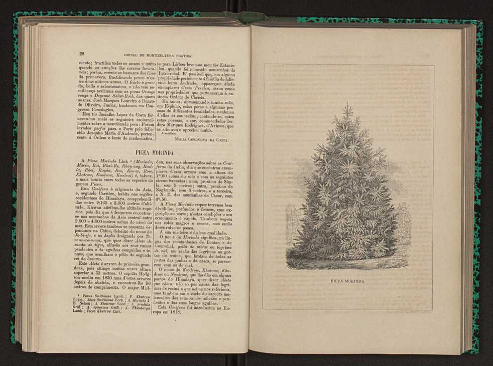 Jornal de horticultura prtica XIII 25
