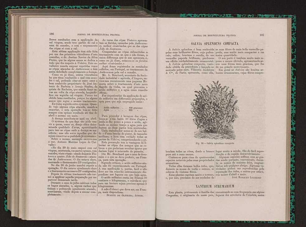 Jornal de horticultura prtica XIII 109