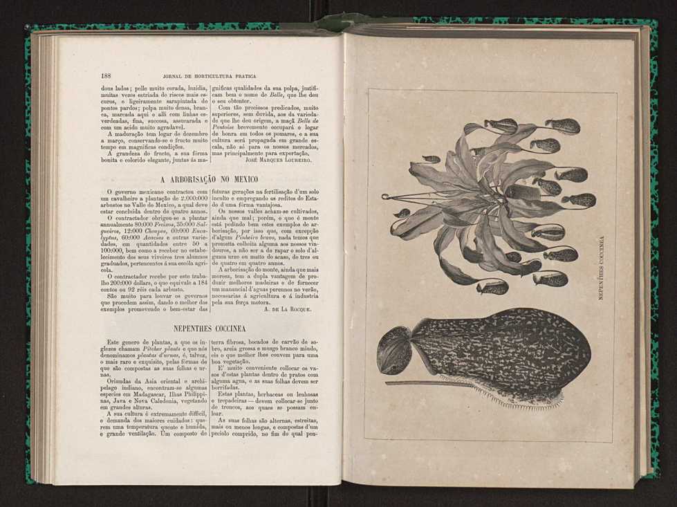 Jornal de horticultura prtica XIV 115