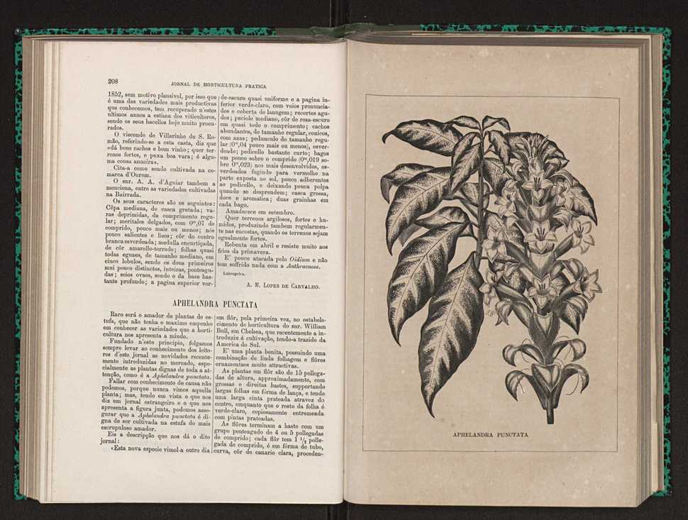 Jornal de horticultura prtica XIV 125