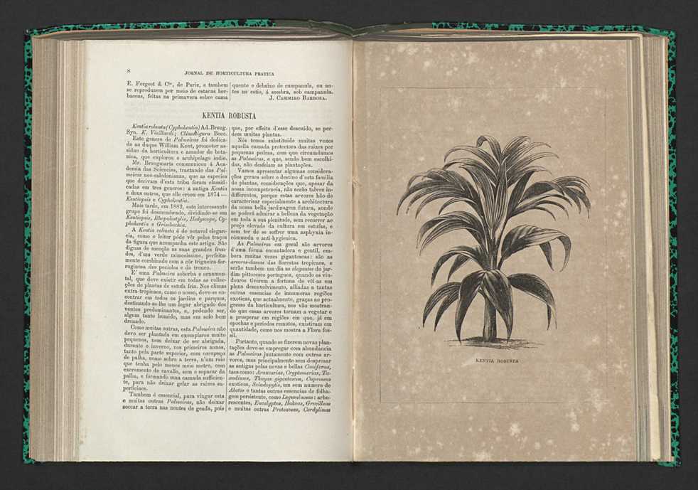 Jornal de horticultura prtica XV 13