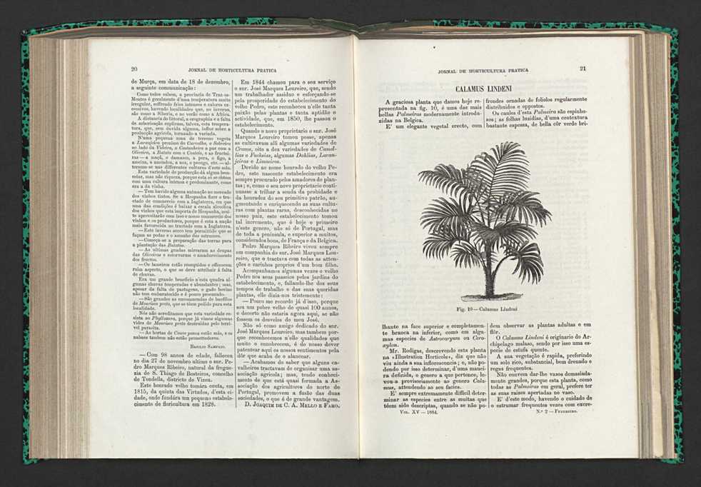 Jornal de horticultura prtica XV 20