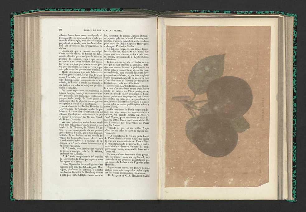 Jornal de horticultura prtica XV 31
