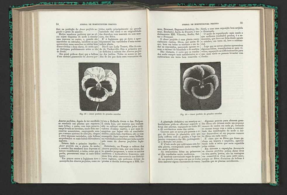 Jornal de horticultura prtica XV 41